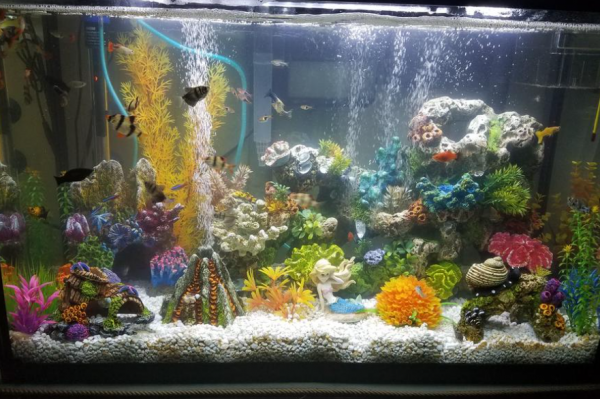 Aquarium modern dan canggih dengan teknologi pengendali pH otomatis